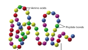 <p>Primary structure</p>