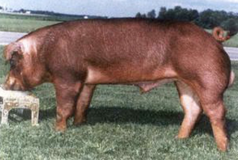 <p>Type and Breed</p>