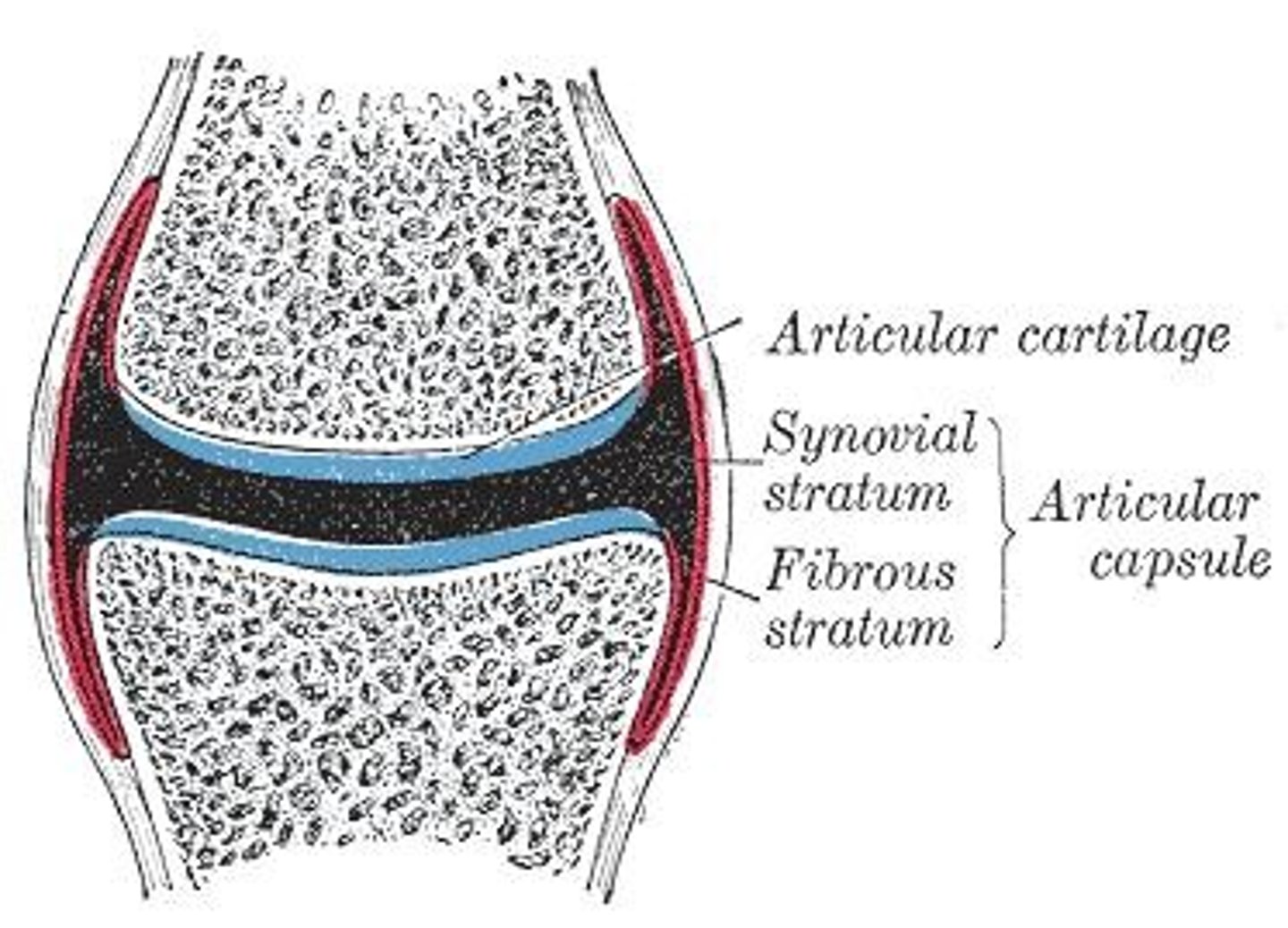 <p>Surrounds the synovial joint, encloses the synovial cavity, and unites articulating bones.</p>