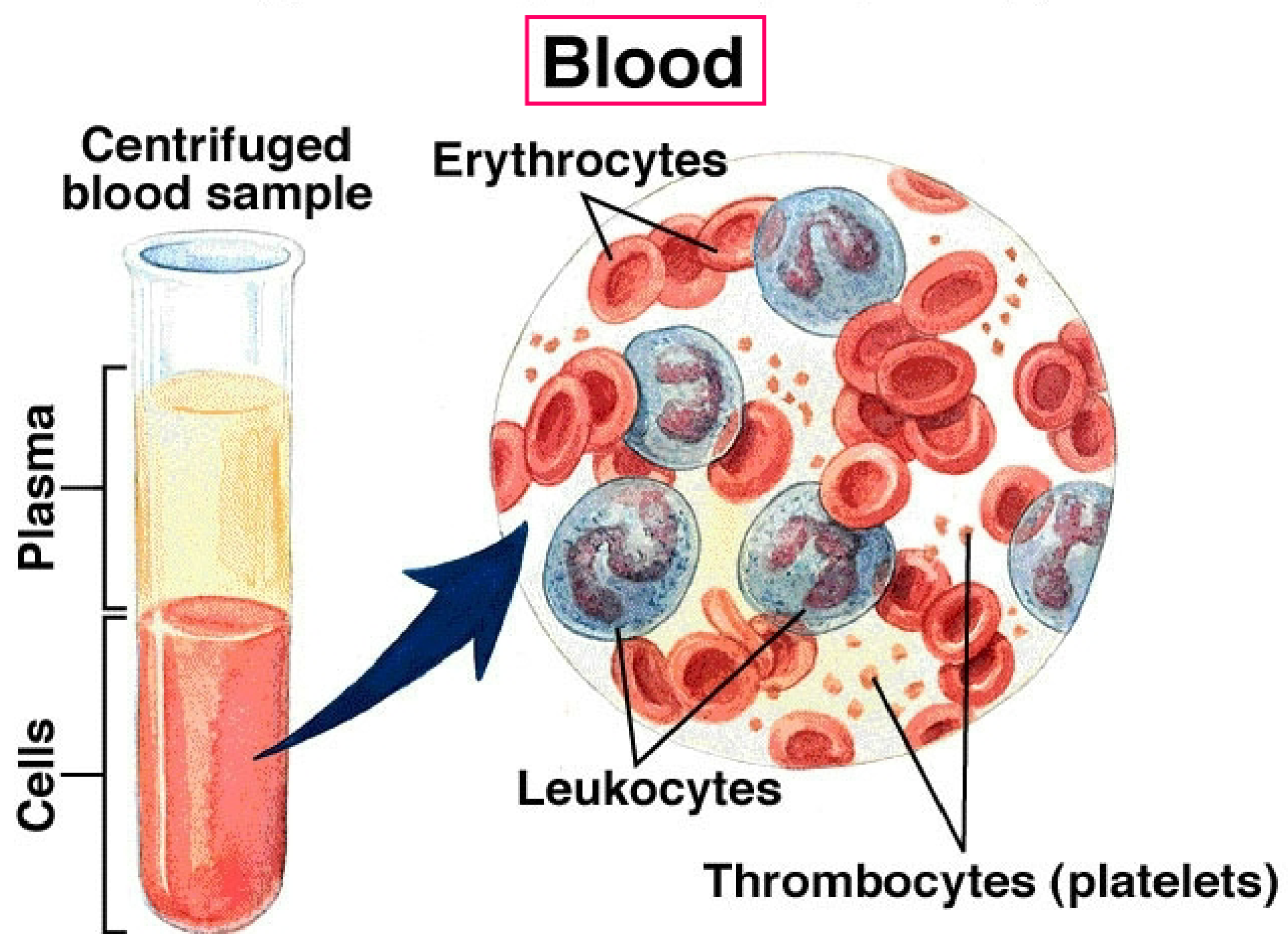 <p>Connective Tissue: Blood</p>