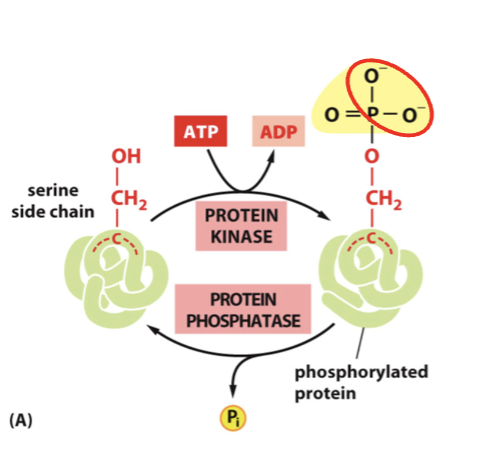 <p>kinase modify specific amino acids: tyrosine, serine, and threonine.</p><p>The enzymes kinase and phosphatase add/remove negative charges, and this process is key in cell signaling </p>