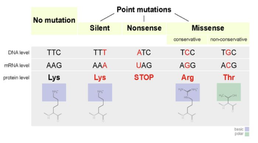 <p>When a mutation caused by a nucleotide pair <strong>insertion</strong> occurs in a protein coding region, what is expected to occur?</p>