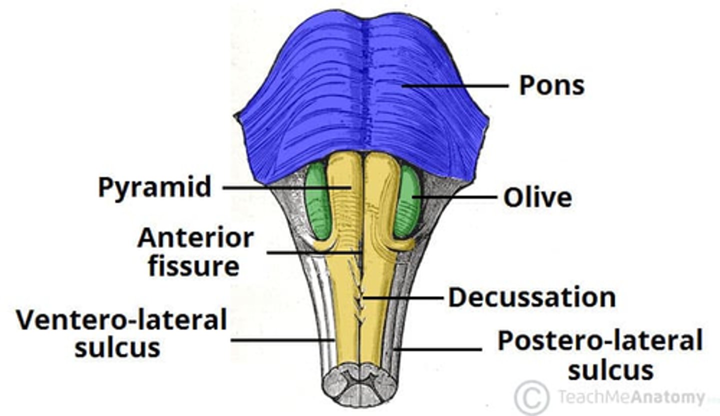 <p>Decussation (crossing over) of sensory and motor tracts</p><p>↓ </p><p>Right brain receives/controls left side</p><p>↓</p><p>Left side receives/controls right side</p>