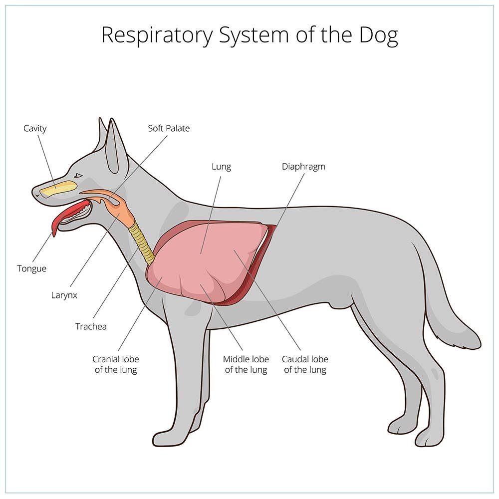 <p>Main contents of the Thorax</p><p>(hint: look at picture)</p>