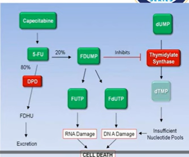 <ol start="2"><li><p class="Paragraph SCXW60152175 BCX0" style="text-align: left;"><span style="line-height: 20.85px;"><span>5-FU (5 fluorouracil)&nbsp;</span></span></p></li></ol><ul><li><p class="Paragraph SCXW60152175 BCX0" style="text-align: left;"><span style="line-height: 20.85px;"><span>5-FU analog of thymine (crucial nucleotide of DNA replication)&nbsp;</span></span></p></li></ul><ul><li><p class="Paragraph SCXW60152175 BCX0" style="text-align: left;"><span style="line-height: 20.85px;"><span>Metabolised into ribo and deoxyribonucleoside phosphates&nbsp;&nbsp;</span></span></p></li></ul><ul><li><p class="Paragraph SCXW60152175 BCX0" style="text-align: left;"><span style="line-height: 20.85px;"><span>Inhibition of thymidylate synthetase by 5-fluoro-2-deoxyuridide-5-monophosphate&nbsp;&nbsp;</span></span></p></li></ul><ul><li><p class="Paragraph SCXW60152175 BCX0" style="text-align: left;"><span style="line-height: 20.85px;"><span>In addition, theres incorporation of 5-fluorouridide triphosphate into RNA&nbsp;&nbsp;</span></span></p></li></ul><ul><li><p class="Paragraph SCXW60152175 BCX0" style="text-align: left;"><span style="line-height: 20.85px;"><span>Resistance cofered by:&nbsp;&nbsp;</span></span></p><ul><li><p class="Paragraph SCXW60152175 BCX0" style="text-align: left;"><span style="line-height: 20.85px;"><span>Increased synthesis of altered affinity target enzymes&nbsp;&nbsp;</span></span></p></li><li><p class="Paragraph SCXW60152175 BCX0" style="text-align: left;"><span style="line-height: 20.85px;"><span>Decreased activation&nbsp;&nbsp;</span></span></p></li><li><p class="Paragraph SCXW60152175 BCX0" style="text-align: left;"><span style="line-height: 20.85px;"><span>Increased catabolism&nbsp;&nbsp;</span></span></p></li></ul></li></ul><ul><li><p class="Paragraph SCXW60152175 BCX0" style="text-align: left;"><span style="line-height: 20.85px;"><span>Works throughout the cell cycle, mainly S phase&nbsp;</span></span></p></li></ul><ul><li><p class="Paragraph SCXW60152175 BCX0" style="text-align: left;"><span style="line-height: 20.85px;"><span>Toxicity: myelosuppression, nausea, vomiting, anorexia, alopecia&nbsp;&nbsp;</span></span></p></li></ul><ul><li><p class="Paragraph SCXW60152175 BCX0" style="text-align: left;"><span style="line-height: 20.85px;"><span>Therapeutic use:&nbsp;&nbsp;</span></span></p><ul><li><p class="Paragraph SCXW60152175 BCX0" style="text-align: left;"><span style="line-height: 20.85px;"><span>GI tract adenocarcinomas&nbsp;</span></span></p></li><li><p class="Paragraph SCXW60152175 BCX0" style="text-align: left;"><span style="line-height: 20.85px;"><span>&nbsp;combination protocols for breast cancer&nbsp;</span></span></p></li><li><p class="Paragraph SCXW60152175 BCX0" style="text-align: left;"><span style="line-height: 20.85px;"><span>Topical application for premalignant keratoses&nbsp;</span></span></p></li></ul></li></ul><p></p>