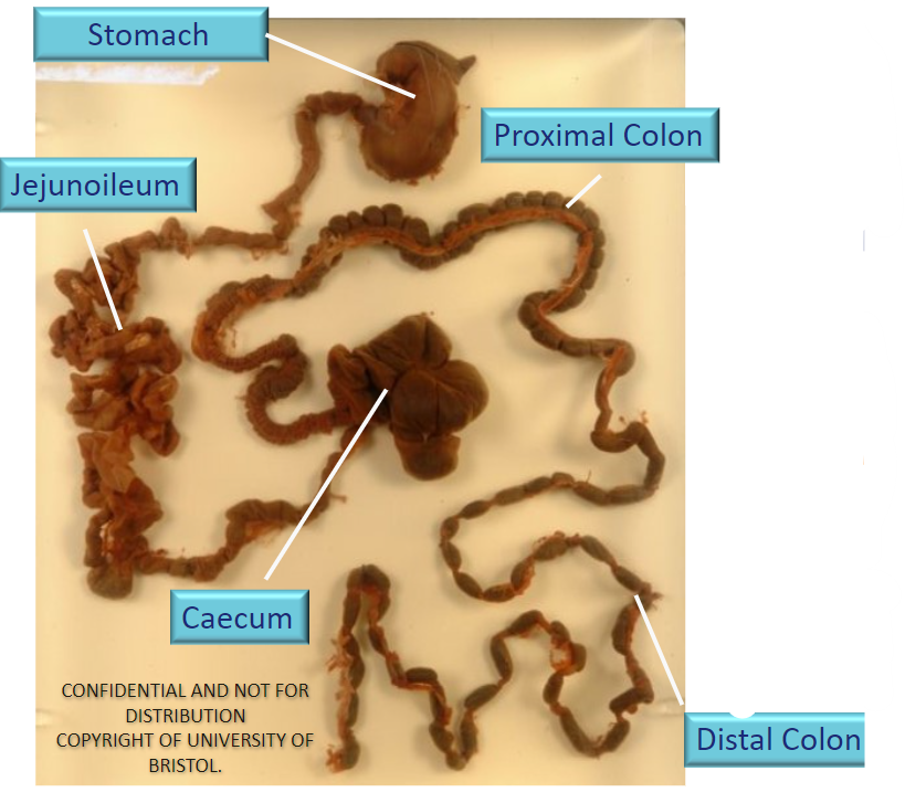 What is unusual about the chinchilla’s GI tract?