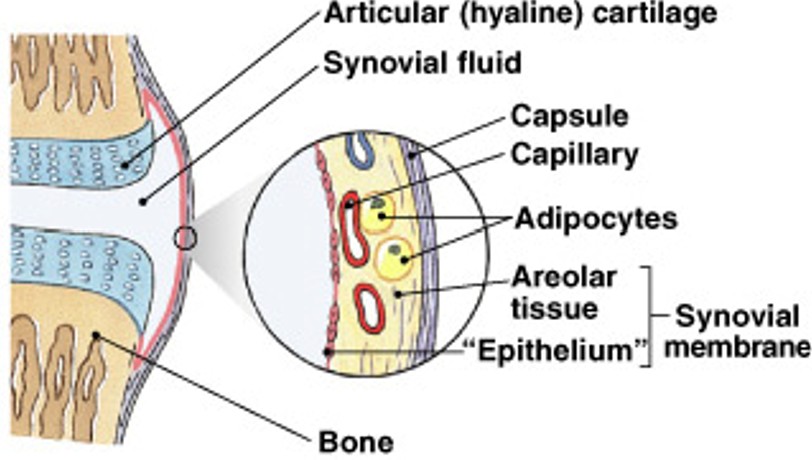 <p>Which type of synovial joint structure has:</p><ul><li><p>Contains slippery proteoglycans secreted by synovial membrane (fibroblasts)</p></li><li><p>Functions of lubrication, nutrient distribution, shock absorption</p></li></ul><p></p>