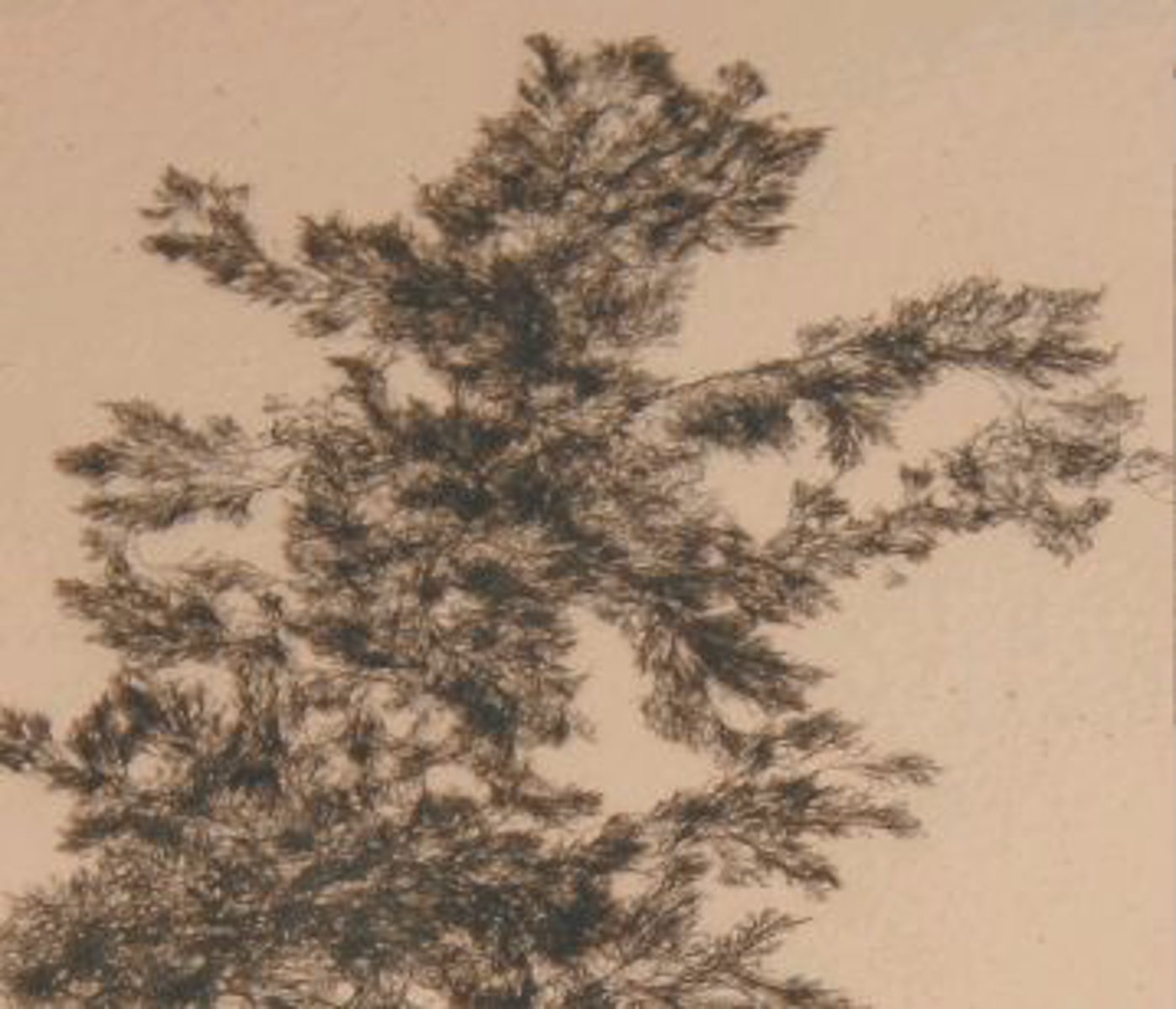 <p>Identify the Atlantic Coast algal species shown</p>
