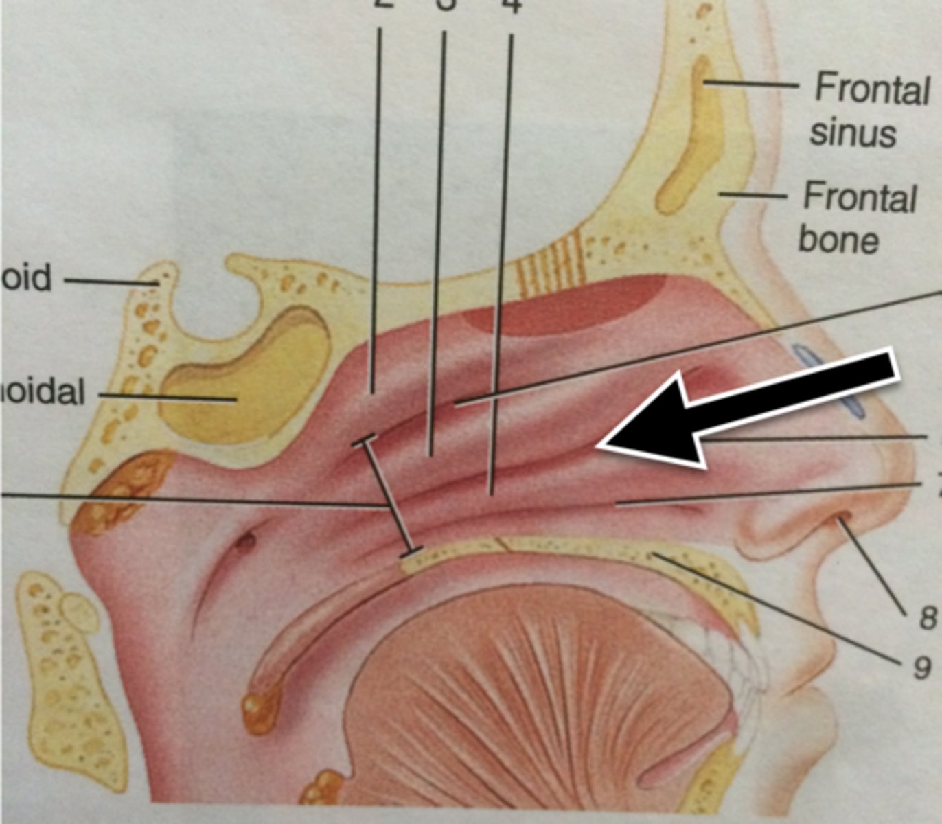 knowt flashcard image
