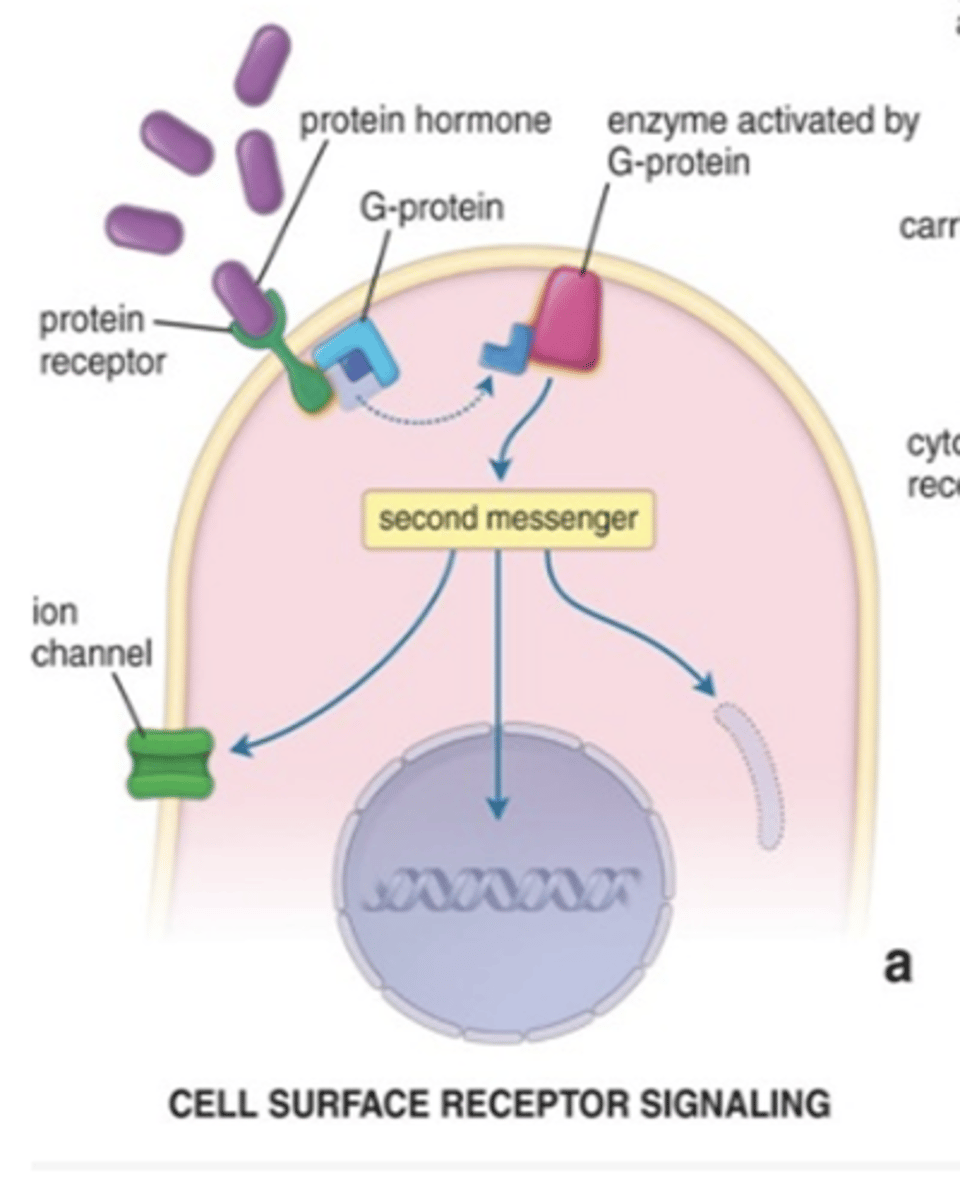 <p>How do hydrophilic hormones travel in the bloodstream?</p>