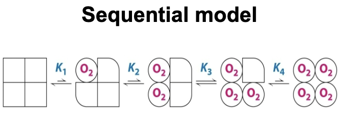 <p>It is a model that aims to describe the transition of hemoglobin from its T state to its R state. It states that the binding of O2 changes the conformation of the subunit. The conformational change induces in neighboring subunits that increase their affinity for O2.</p>