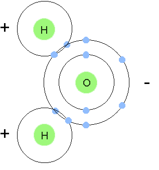 Triglycerides are composed of three fatty acids and one glycerol molecule, while cholesterol is composed of four fused hydrocarbon rings.