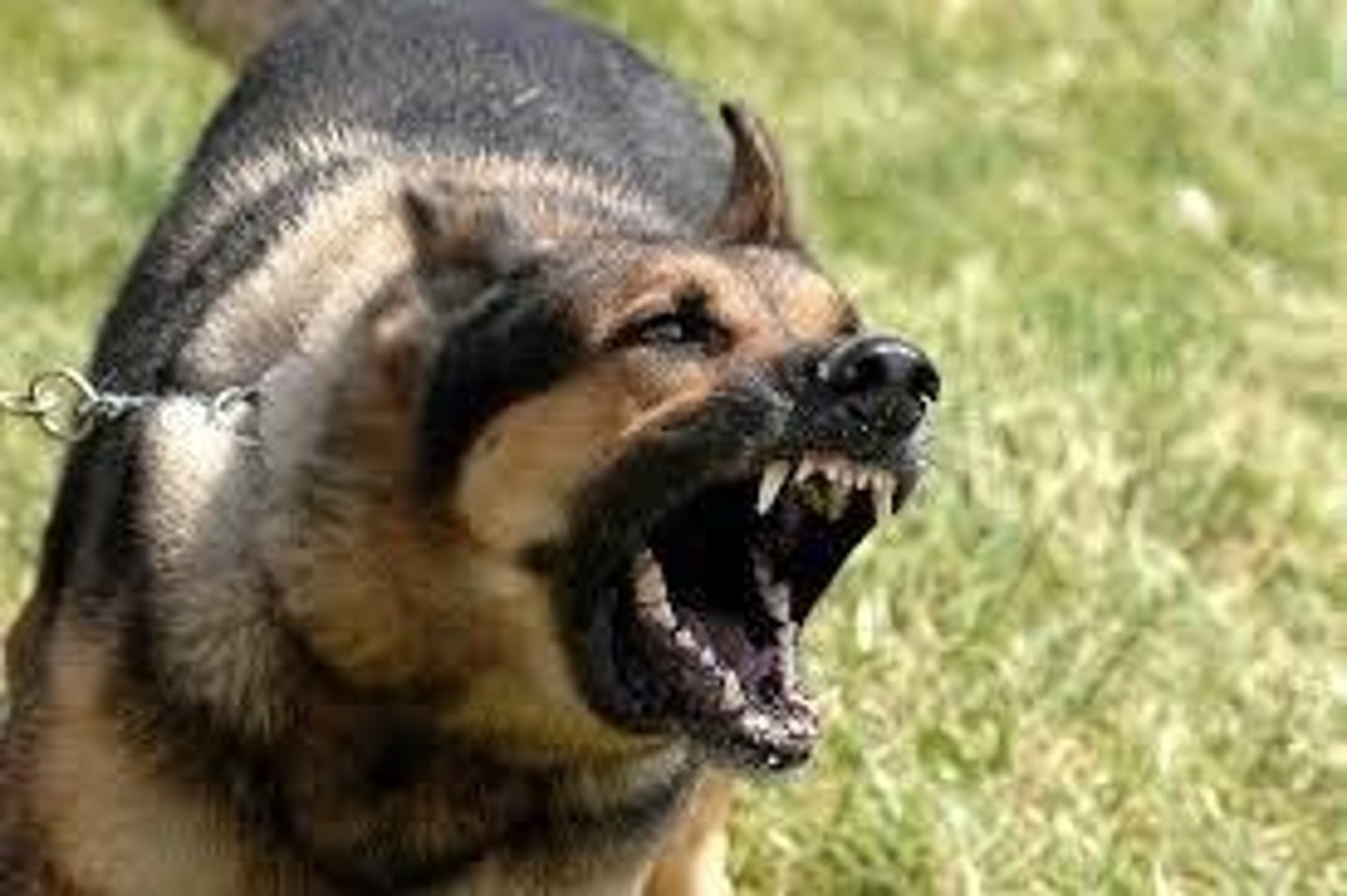 <p>Aggression can stem from fear, pain, conflict, medical causes, or resource guarding.</p>