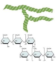 <p>Polysaccharide - Starch</p><ul><li><p>plant</p></li><li><p>A Glucose</p></li><li><p>1-4 and 1-6 bonds</p></li><li><p>Insoluble</p></li><li><p>Branches per 20 subunits- increased terminal glucose molecules - increased hydrolysis</p></li></ul><p></p>