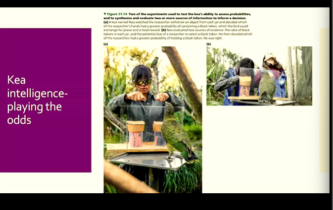 <ul><li><p>the ability of an animals NS to percieve / store / process / use information - gathered by sensory receptors from external stimuli</p></li><li><p>higher order problem solving skills, the ability to learn then apply it to various novel (new situations) - requiring awareness / reasoning / recollection / judgement</p></li><li><p>(Honeybees) were trained to go to a matching colour for food, but could thereafter generalise and go to a matching pattern, so they were able to distinguish same-same = food, shwoing the concept of same vs different, and learning then applying to a new situation (visual cue of colour → pattern)</p></li><li><p>(Ravens) learned to hold a string and pull up food</p></li><li><p>(New Caledonia Crows) can use tools and pass tests that 5-6yrold children can begin to pass - showing a similar level of problem solving</p></li><li><p>(Kea) well known curiosity, can use tools (using sticks to set off stoat traps to get the food within), can do these problem-solving tests at a 5-6yrold human level, can do probability / playing the odds tests which guage their ability to percieve and use probability</p></li></ul><p></p>