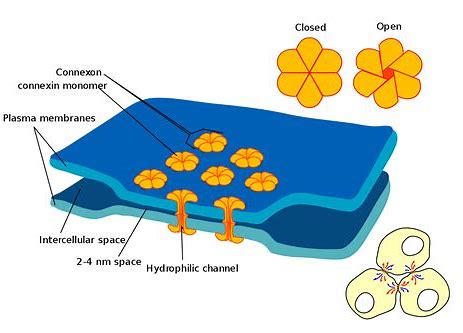 <p>A type of intercellular junction in animal cells, consisting of proteins surrounding a pore that allows the passage of materials between cells. </p>