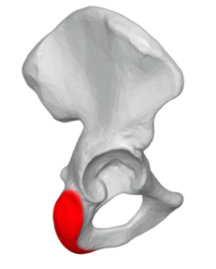 <p>Highlighted is the?</p>