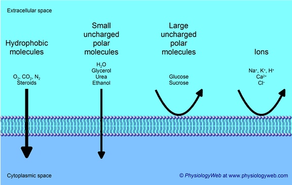 <p>Gasses, small non-polar molecules and small uncharged polar molecules, like water, can pass through the membrane easily.</p>