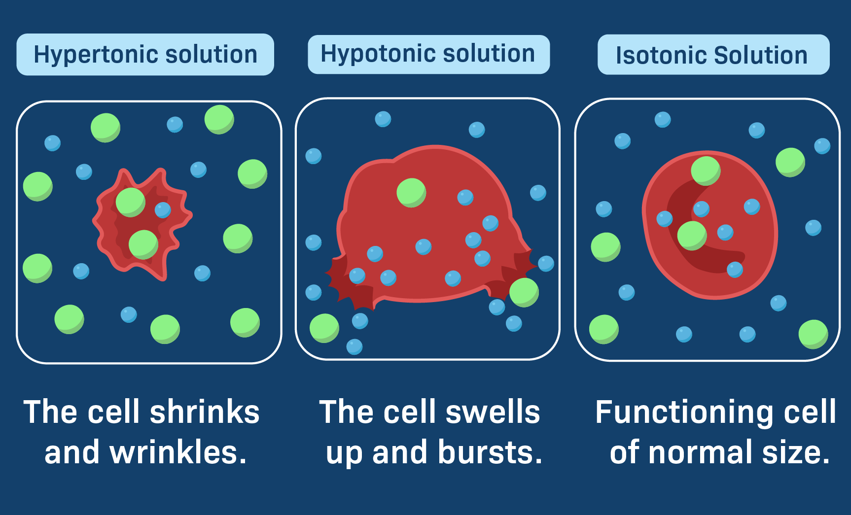 <p>Solution has a lower solute concentration compared to the inside of the cell. Water enters the cell to achieve equilibrium.</p><p>If a solution is very hypotonic (e.g. distilled water), water will continue to rush into the cell until it bursts (lysis).</p>