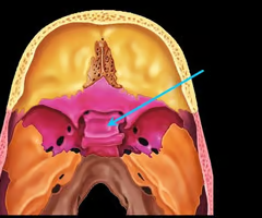 <p>depression in the sphenoid bone where the pituitary gland is located</p>