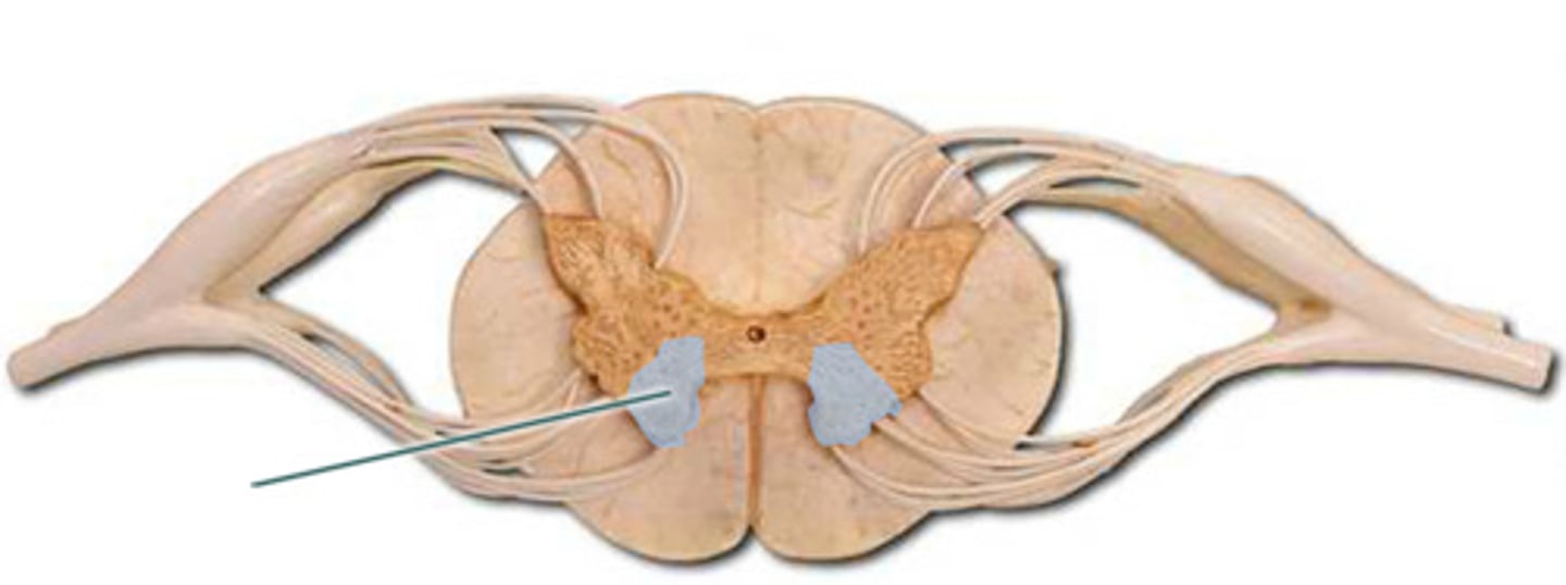 <p>The ______________________ (Ventral horn, Dorsal horn, Lateral Horn) contain nuclei (cell bodies) of somatic motor neurons that innervate skeletal muscle.</p>