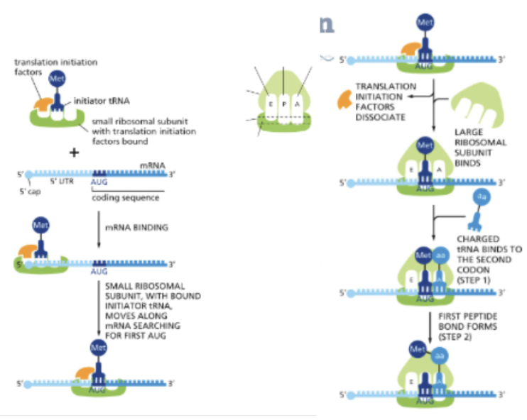 <ul><li><p>TRANSLATION BEGINS WITH AN AUG CODON AND ESTABLISHES A READING FRAME</p></li><li><p>INITIATOR TRNA IS A SPECIALLY CHARGED TRNA THAT CARRIES METHIONINE</p></li><li><p>INITIATOR TRNA AND INITIATION FACTORS ARE LOADED INTO THE P SITE OF THE SMALL SUBUNIT</p></li><li><p>THE COMPLEX BINDS TO THE 5’ CAP OF THE MRNA</p></li><li><p>THE COMPLEX MOVES ALONG THE MRNA “SCANNING” FOR THE FIRST AUG CODON</p></li><li><p>THE LARGE SUBUIT BINDS, AND THE INITIATION FACTORS DISSOCIATE</p></li><li><p>A CHARGED TRNA BINDS IN THE A SITE, AND IF THE CODON-ANTICODON BASE PAIRING IS CORRECT, PEPTIDE BOND FORMATION OCCURS</p></li></ul><p></p>