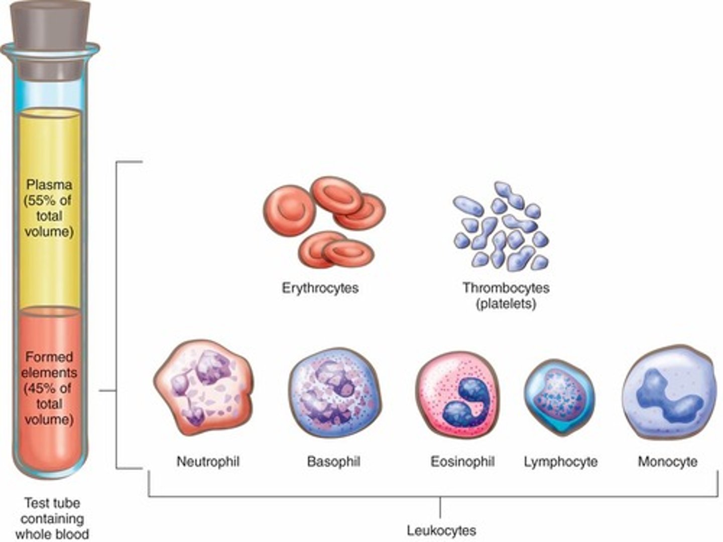 <p>Mature red blood cells produced by red bone marrow that transport oxygen to the tissues.</p>