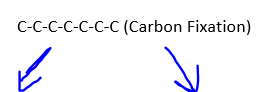 <p>C-C-C (starch, sucrose) C-C-C (used again in Calvin Cycle)</p>