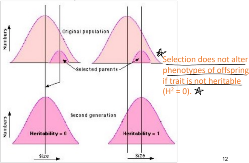 <p>selection doesn’t alter phenotypes of offspring if trait is not heritable</p>