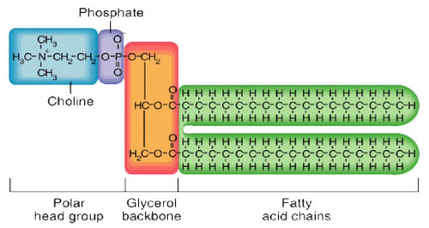 <p>Similar to a triglyceride, but one of the fatty acids is replaced by a phosphate group</p><p>Fatty acids are non polar and insoluble in water (hydrophobic)</p><p>The phosphate group is polar and water soluble (hydrophilic). The hydrophilic heads orientates towards the water.</p>