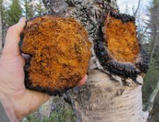 <p><span><span>Chaga</span></span></p>