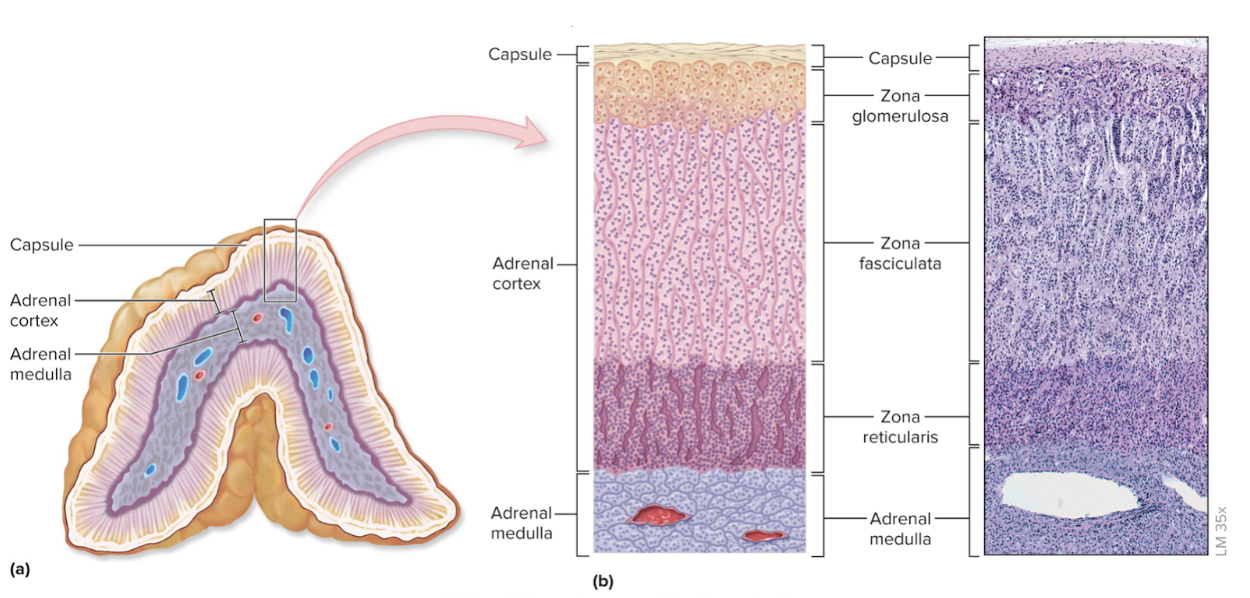 <p>primary endocrine gland</p><ul><li><p>adrenal cortex</p><ul><li><p>zona glomerulosa</p></li><li><p>zona fasciculata</p></li><li><p>zona reticularis</p></li></ul></li><li><p>adrenal medulla</p><ul><li><p>epinephrine secretion</p></li><li><p>adrenaline</p></li></ul></li></ul>