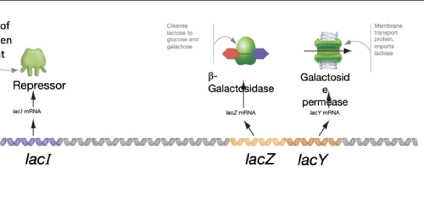 <p>-encodes the lac repressor which prevents transcription of lacZ, lacY when lactose is absent</p><p>-has its own promoter and is regulatory gene</p>