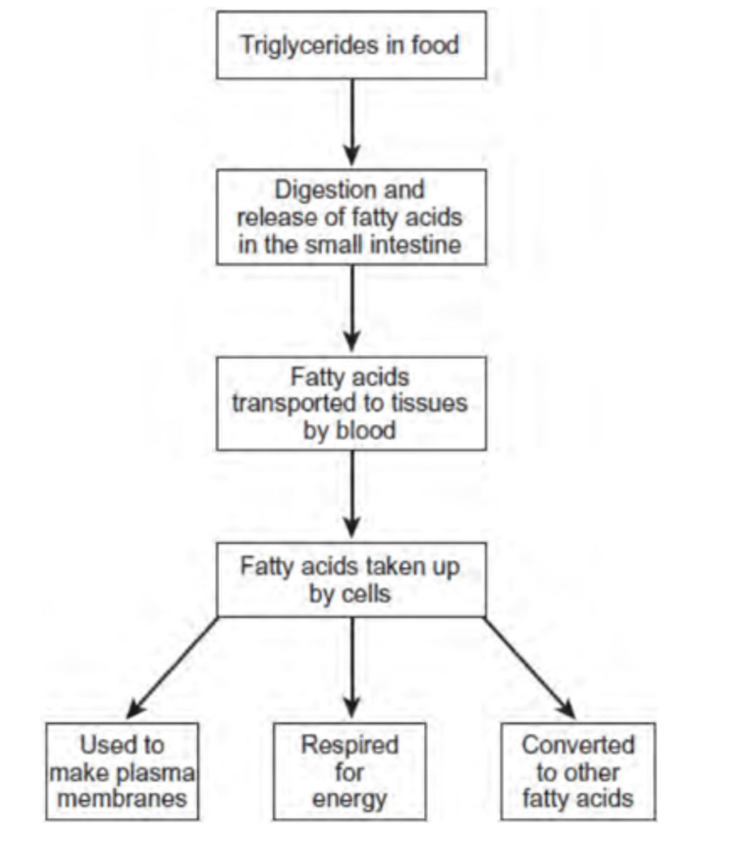 <p>Use the information in the figure to explain two ways in which fatty acids are important in the formation of new cells. (4 marks)</p>