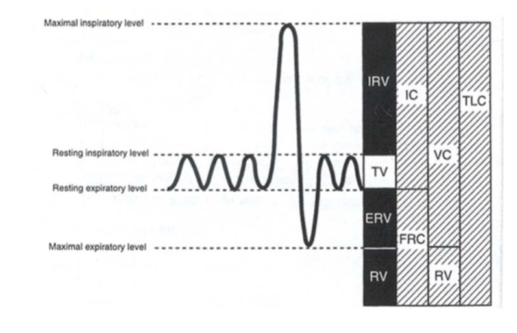 <p>sum of all volume compartments or vol of air in lungs after maximum inspiration </p><p>inspiratory reserve vol + tidal volume + expiratory reserve vol + reserve volume</p>