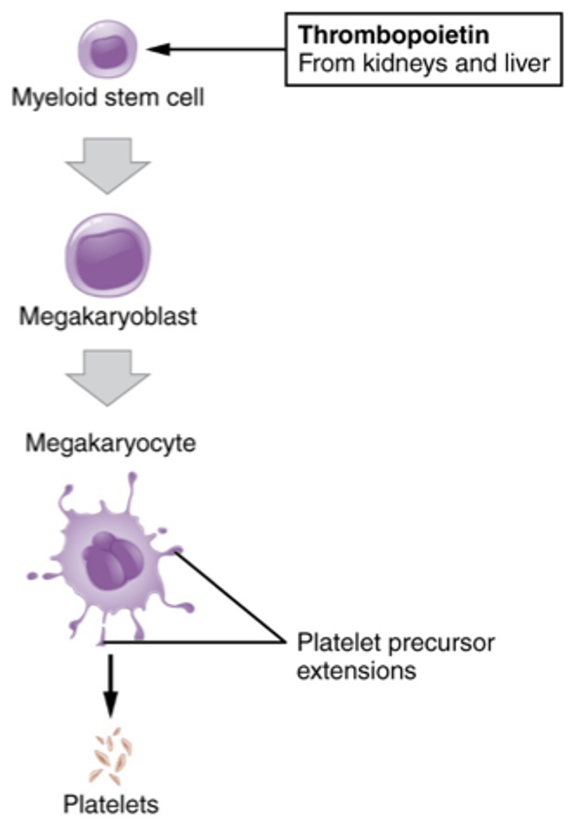 <p>- myeloid stem cell</p><p>- megakaryoblast</p><p>- megakaryocyte</p><p>- platelet</p>