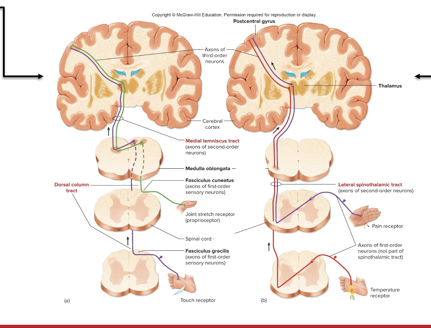<p>Dorsal Column- Medial Leminscus (Function)</p>