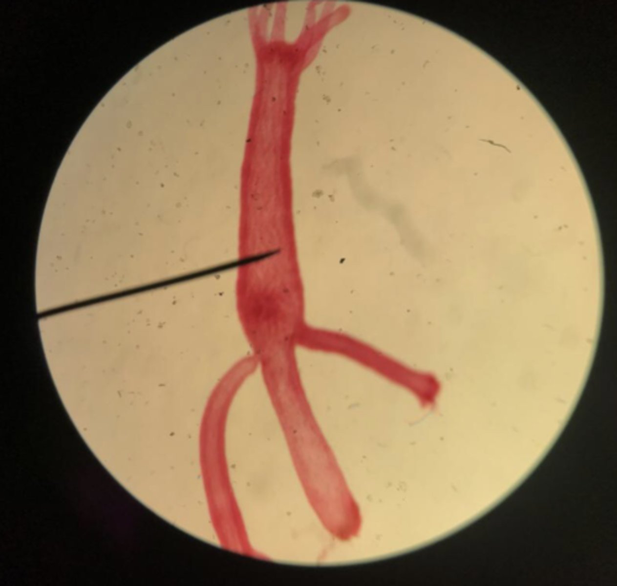 knowt flashcard image