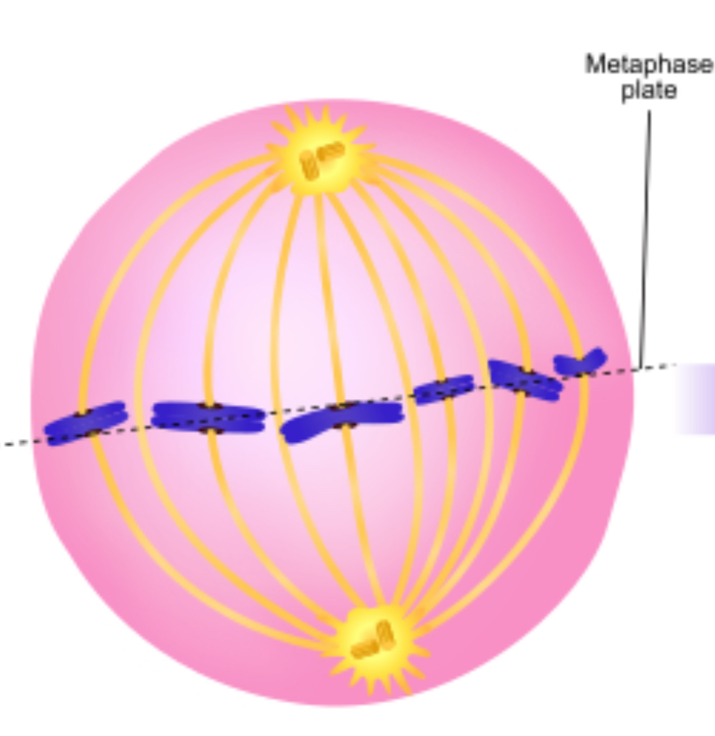 <p>Dark purple stained sister chromatids are lined up in metaphase plate, red stained, spindle fibers are connected to the dark purple stained sister chromatids. The two centrioles have spindle fibers growing out of them towards the sister chromatids.</p>