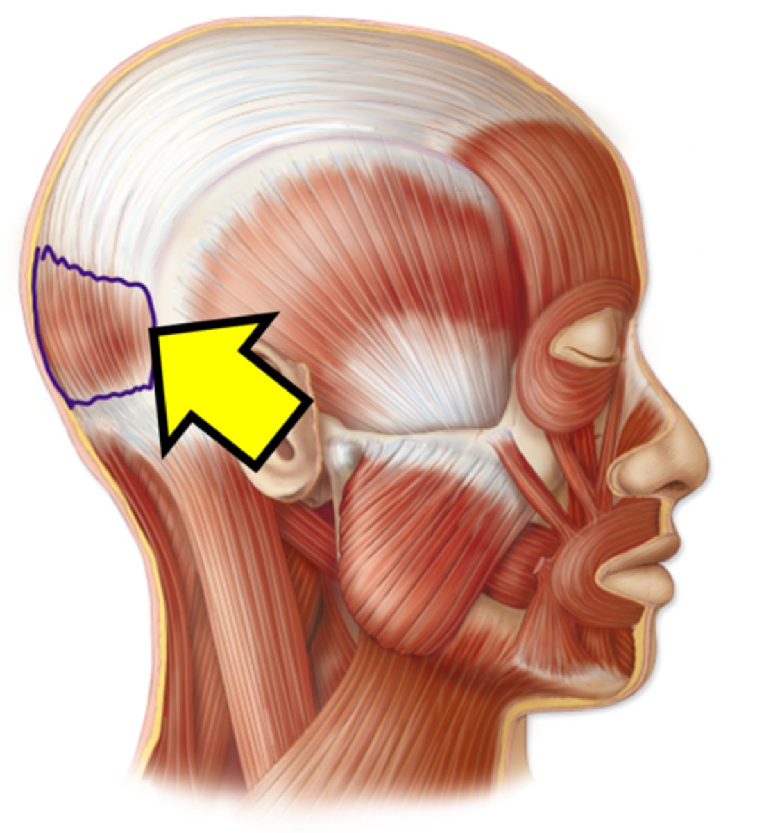 <p>Name this muscle.</p>