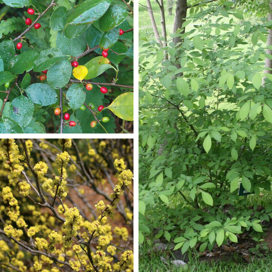 <p>Spicebush</p>