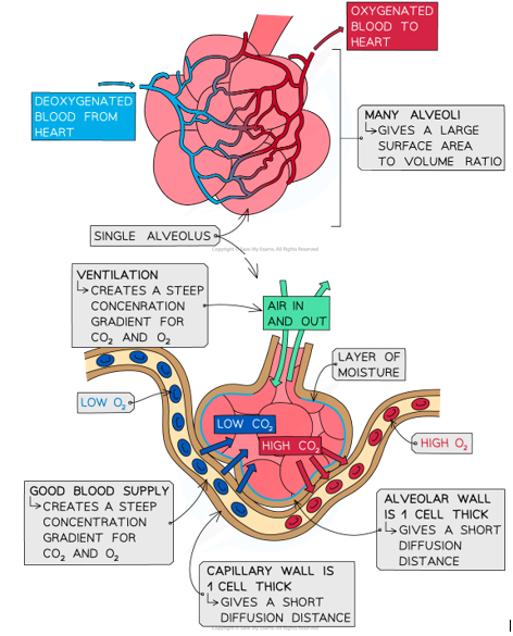 <ul><li><p>there are many rounded alveolar sacs which give a <strong>large SA:V ratio</strong></p></li><li><p>alveoli (and the capillaries around them) have <strong>thin, single layers of cells to minimise diffusion distance</strong></p></li><li><p><strong>ventilation </strong>maintains high levels of <strong>oxygen </strong>and low levels of <strong>carbon dioxide </strong>in the alveolar air space, leading to a <strong>steep concentration gradient</strong></p></li><li><p><strong>good blood supply </strong>ensures a constant supply of blood high in <strong>carbon dioxide </strong>and low in <strong>oxygen</strong> to maintain concentration gradients</p></li><li><p>a <strong>layer of moisture </strong>on the surface of the alveoli helps diffusion as gases dissolve</p></li></ul><p></p>