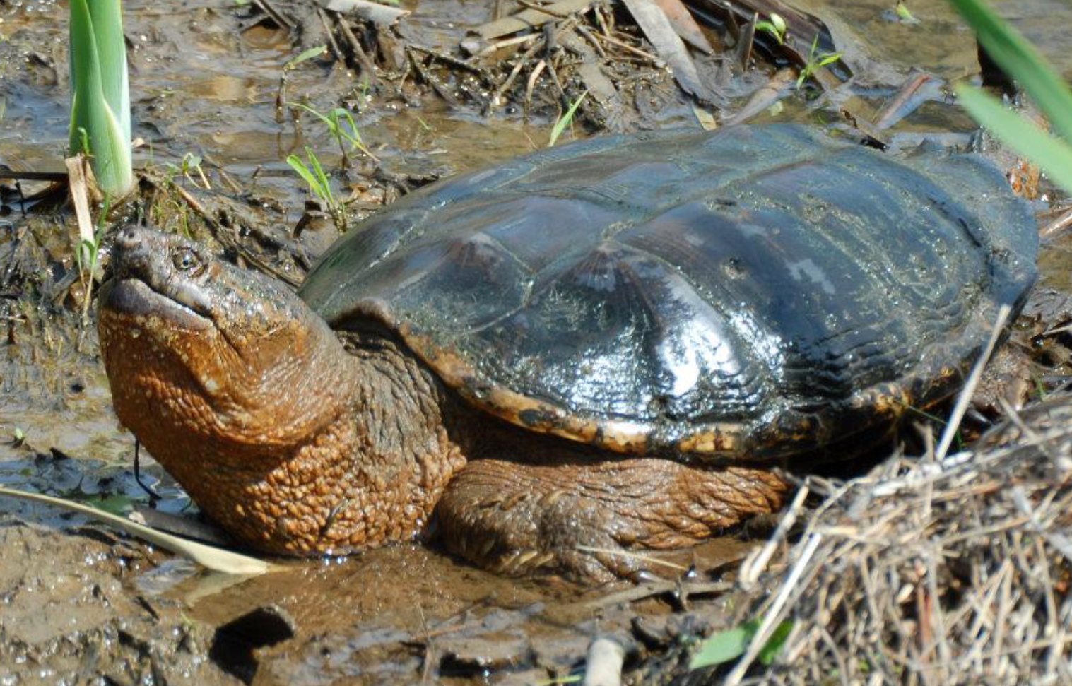 <p><span>what is this and what are its habitat and diet preferences</span></p>