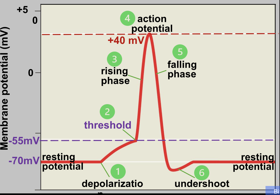 <ol><li><p>Resting state: The voltage-gated Na+ and K+ channels are closed, resting potential is maintained by ungated channels and trapped proteins</p></li><li><p>A stimulus opens some Na+ channels first and if a threshold is reached, an action potential that cant be stopped is propagated along the axon.</p></li><li><p>When threshold potential is reached, additional Na+ voltage gated channls open, and Na+ floods into the cell, depolarizing it more (more +ve) during the rising phase until action potential is attained. The rising phase only lasts ~a msec.</p></li><li><p>Na+ channels are fast acting and close about ~1 msec, so the action potential is a maximum of about 40+mV</p></li><li><p>Slower acting K+ voltage gated channels open at this tim, allowing K+ to rush out of the cell during the falling phase, returning the cell to a relatively -ve value compared to outside</p></li><li><p>Again, K+ channls are slow compared to Na+ channels, and do not close until after the resting potential is crossed. This results in an undershoot where the cell is hyperpolarized — briefly more negative than its resting potential. The Na+/K+ pump then returns the region to its resting potential</p><ul><li><p>During the undershoot, this region of the cell experiences a refractory priod where a second action potential cannot be initated. The Na+/K+ pump and leaky K+ channels then return the region to its resting potential.</p></li></ul></li></ol><p></p>