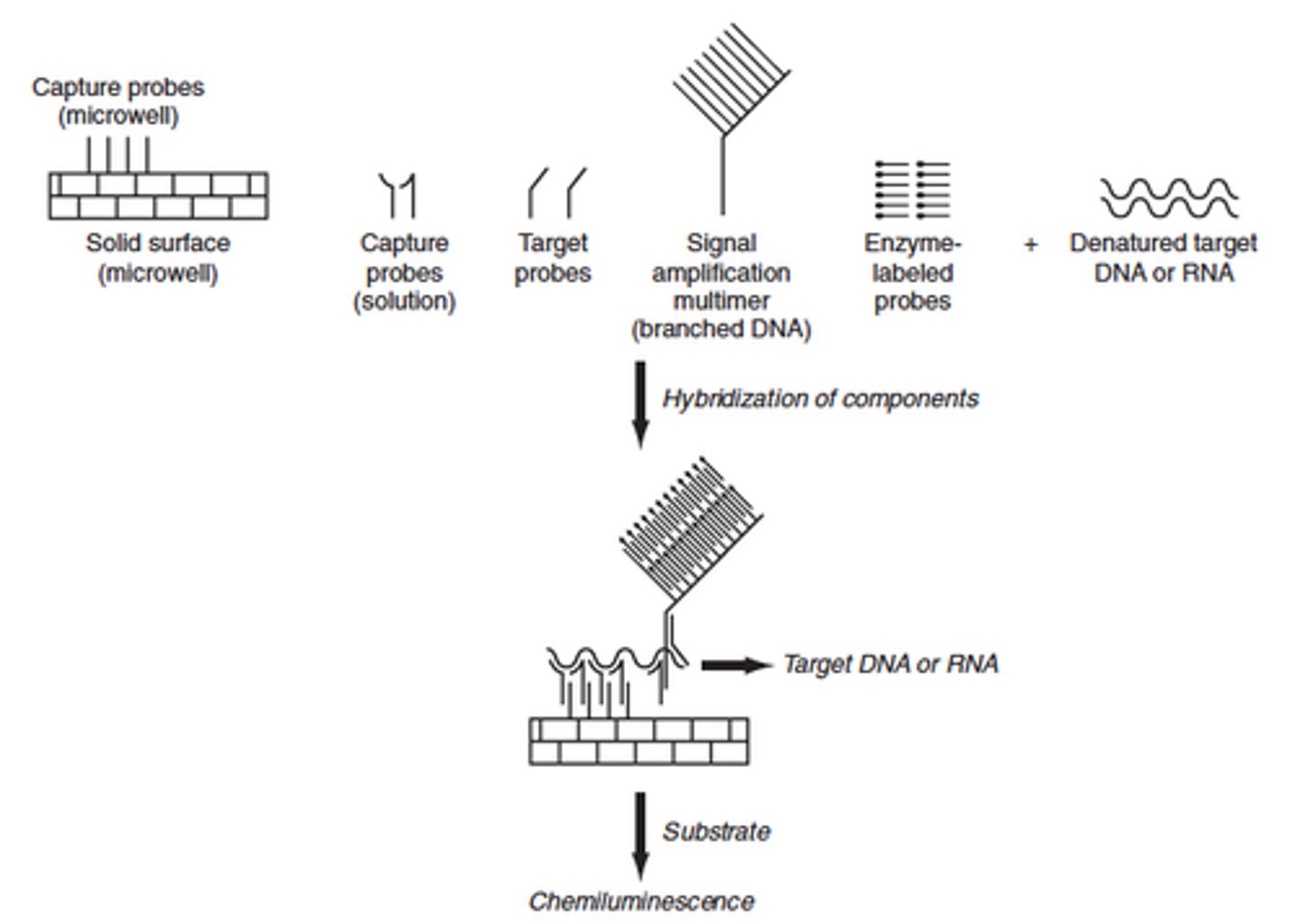 <p>- Amplifies the signal from a nucleic acid molecule<br>- A capture probe is bound to a solid support, usually either beads or the wells of a plate<br>- A hybrid probe called an extender, is designed to hybridize to a nucleic acid of interest as well as the capture probe<br>- As a result: target nucleic acid is immobilized on the solid support<br>-To the immobilized complex, a second hybrid probe called a label extender is bound<br>- The label extender recognizes both the target nucleic acid and the molecule called a preamplifier<br>- Once the preamplifier is bound to the label extender the preamplifier molecule acts as the trunk of a tree on which an amplifier molecule forms the branches<br>- The amplifier molecule in addition to recognizing the preamplifier also is studded with numerous biotin molecules<br>- The biotin molecules are each recognized by a streptavidin-fluorophore conjugate with when excited fluoresces like the lights on a tree</p>