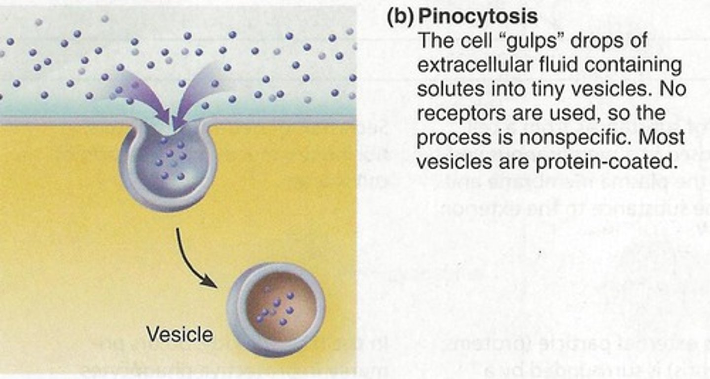 <p>Fluid and dissolved solutes are taken into the cell. Known as "cell drinking"</p><p>Type of Transport: Active</p>