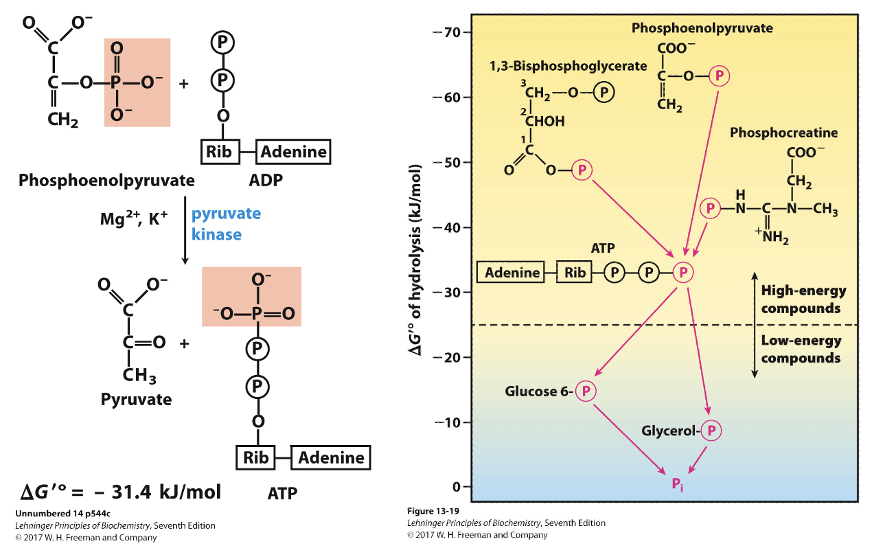 <p>is the final step of glycolysis where the high-energy phosphate group from phosphoenolpyruvate is transferred to ADP, resulting in the formation of ATP. This reaction is catalyzed by the enzyme pyruvate kinase and is another example of substrate-level phosphorylation. </p>