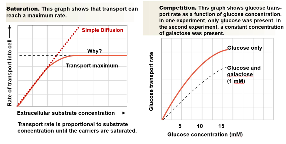 **saturation**:

* transport reaches a maximum rate
* once all carriers are full, a higher concentration of substrate doesn’t increase rate

\
**competition**:

* ex: maltose or galactose can compete with glucose
* inhibitor can get to active site first
