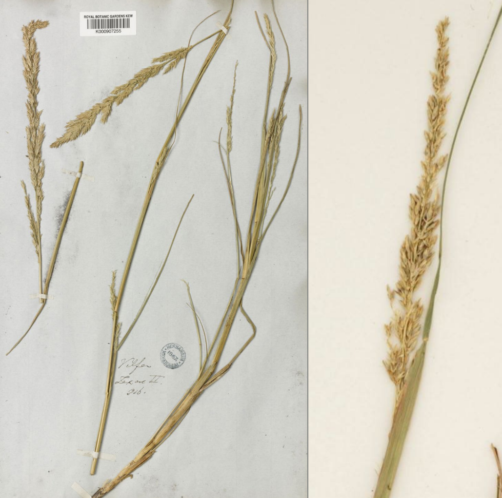 <p>Contracted panicle, enclosed at base by sheath</p><p>light, translucent glumes</p><p>1 floret/spikelet</p><p>Largeish spikelets</p>