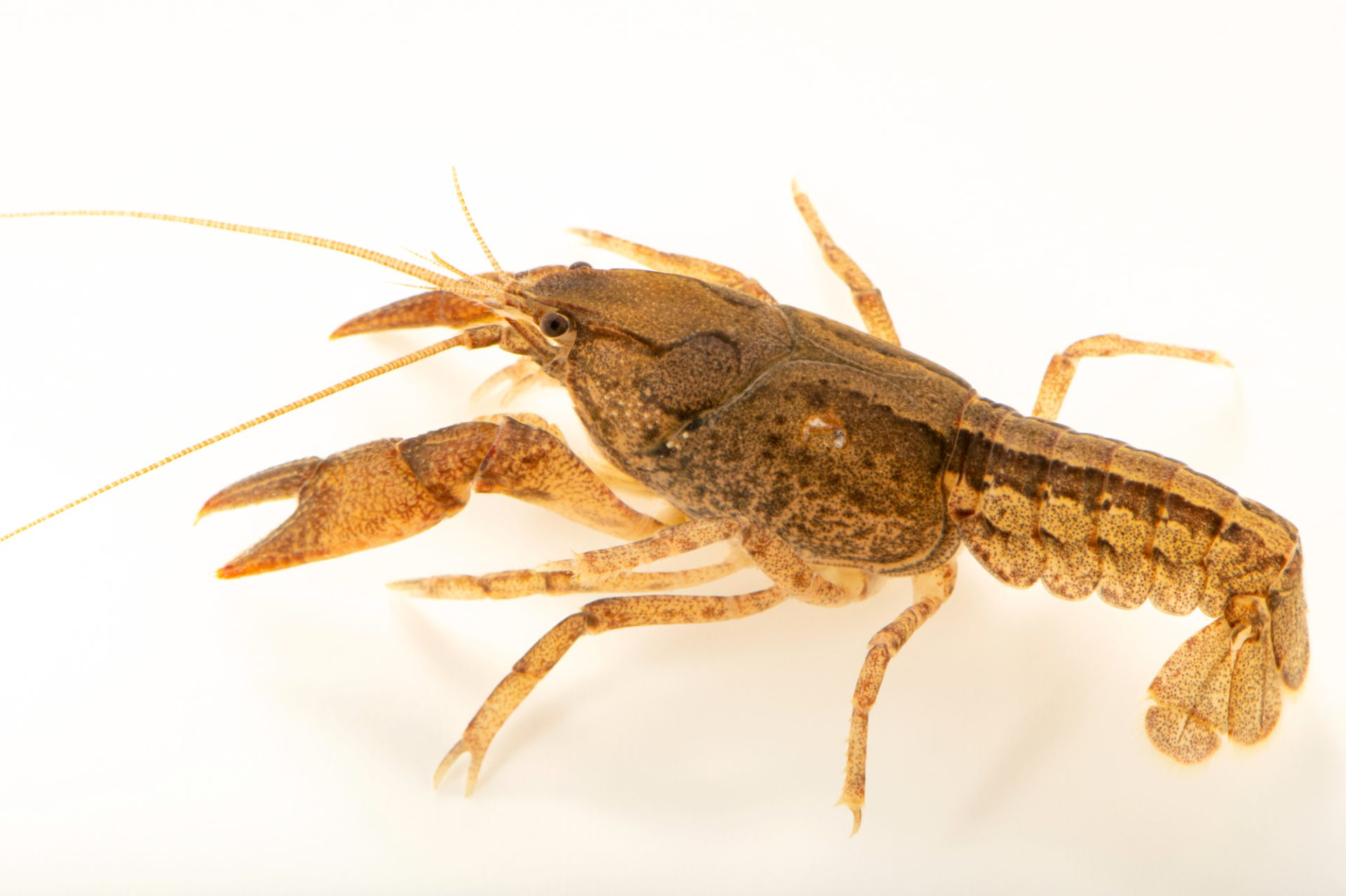 <p>Identify the phylum, subphylum, class, and genus of this animal</p>